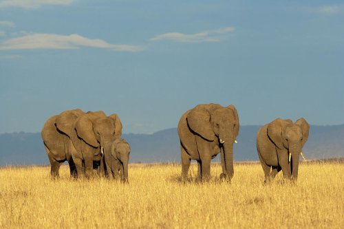 Banner Nairobi